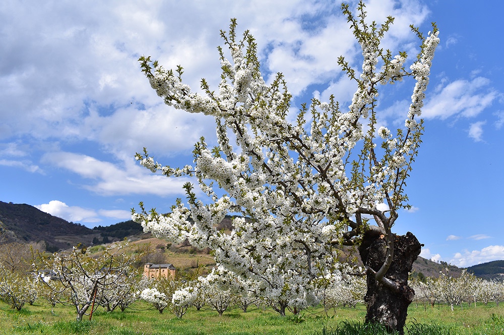 Las mejores rutas del Bierzo para ver el espectáculo natural de los cerezos que ya comienzan su floración